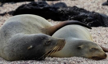 Imagen Isla de Lobos galapagos2